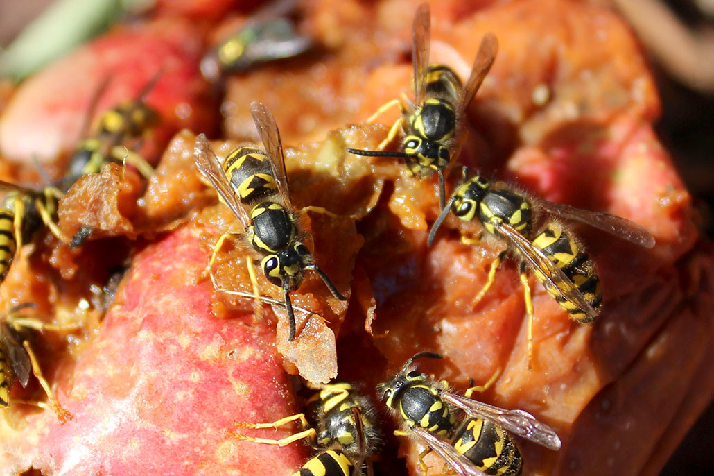 a swarm of yellow jackets nibble on red meat