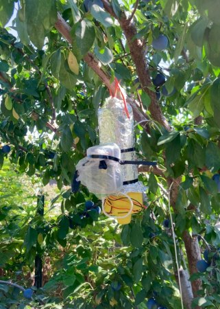 a plastic wasp trap hangs from a tree