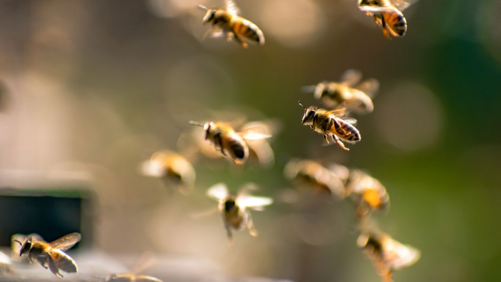a cluster of bees flying in the air