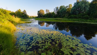 Summer landscape with swamp overgrown with water lilies
