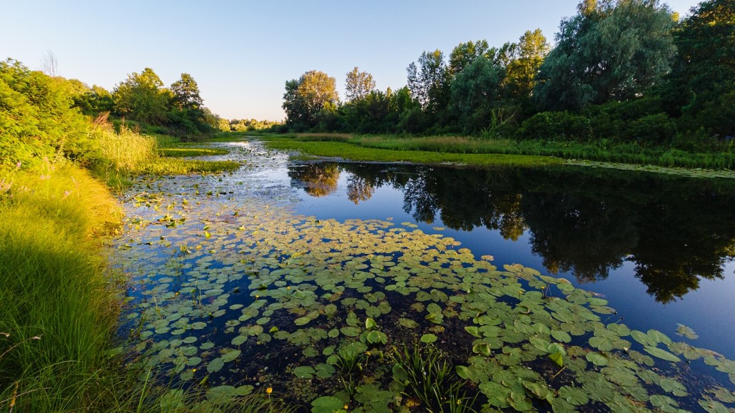 Summer landscape with swamp overgrown with water lilies