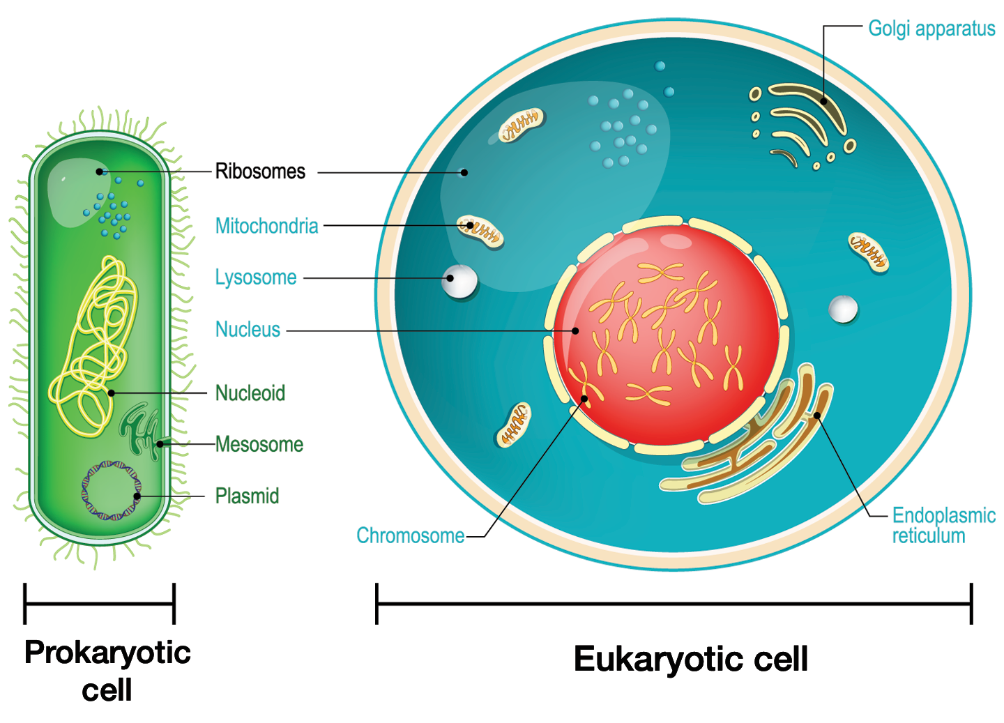 an illustration of the differences between prokaryotic and eukaryotic cells