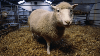 a sheep stands in a barn stall