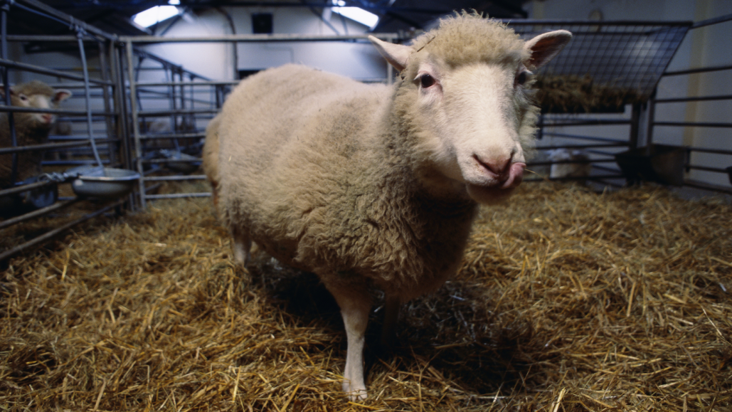 a sheep stands in a barn stall
