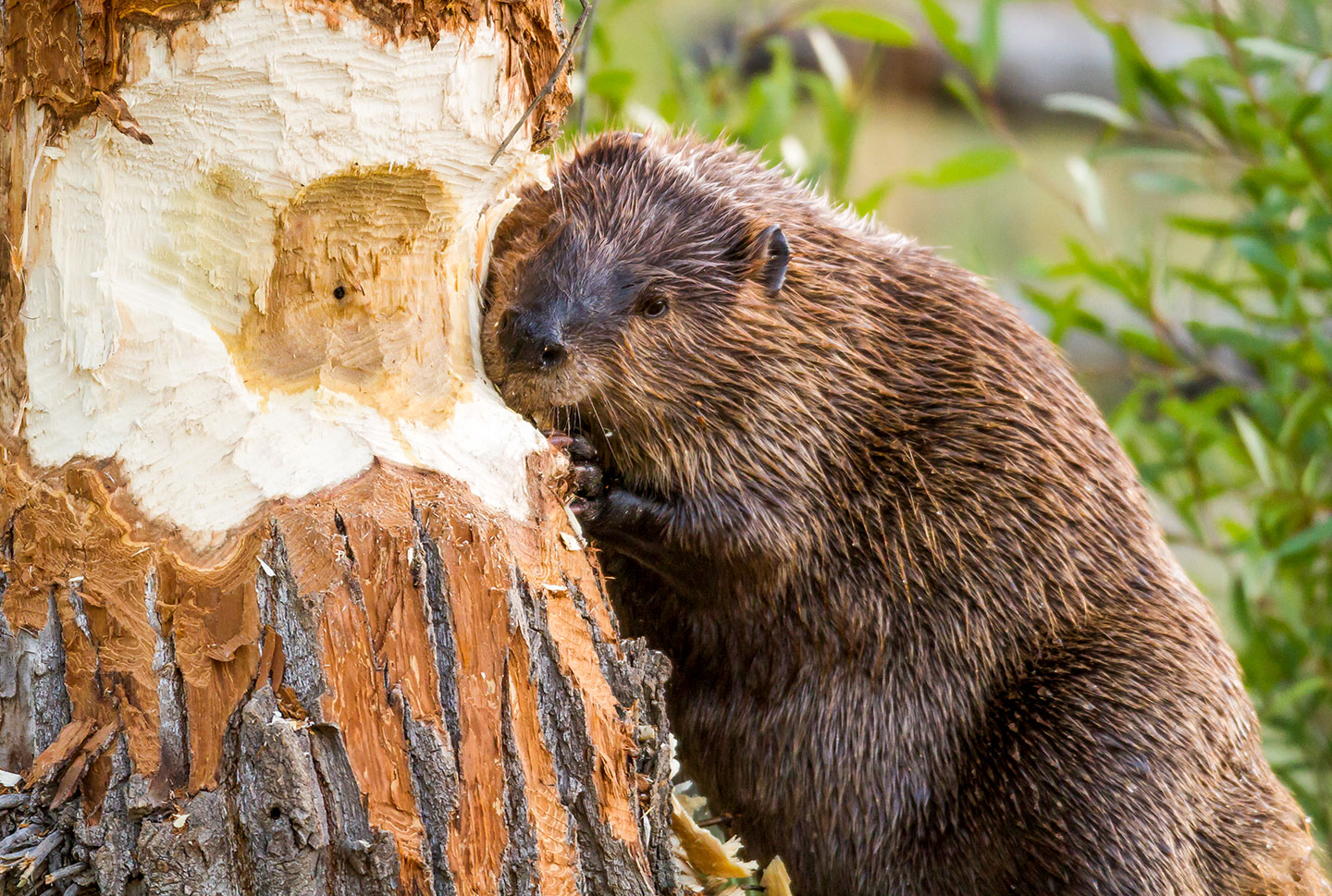 a beaver gnaws on a tree that has already been chewed on