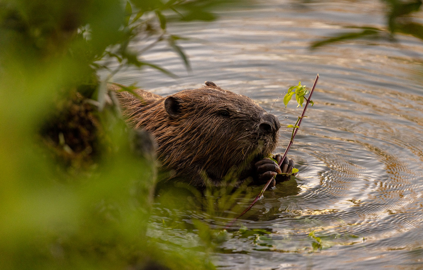 a beaver in a waterway snacking