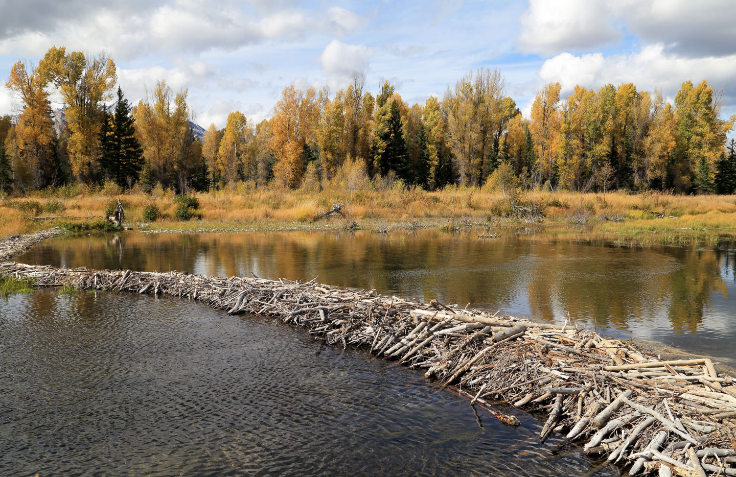 a photo of a beaver dam stretching across a stream
