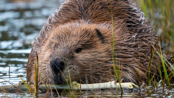 a close up photo of a beaver facing the viewer, it is partially submerged in water, with its head visible. There is a stick in it's hands and mouth.