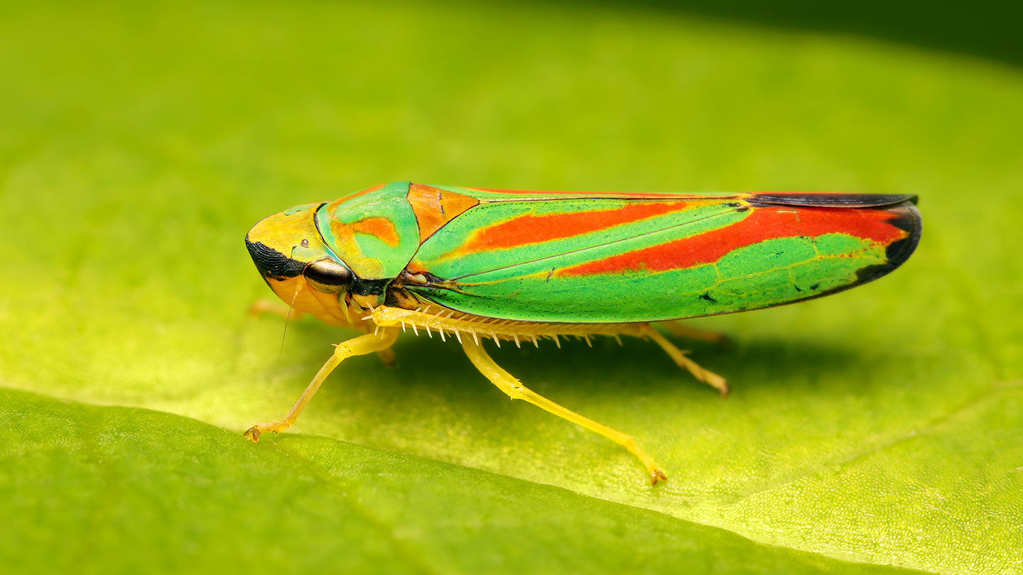 Backyard leafhoppers inspire next-generation cloaking tech