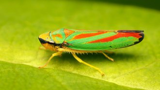 a leafhopper, a sleek insect with a yellow body and vibrant green and red wings, on a leaf