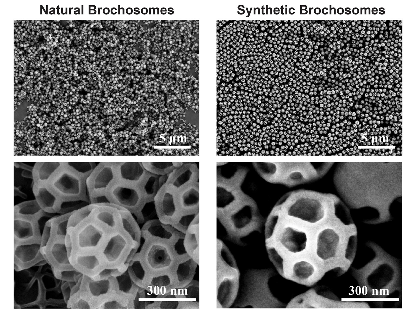 a composite of electron-microscope images showing how similar the natural and synthetic brochosomes are