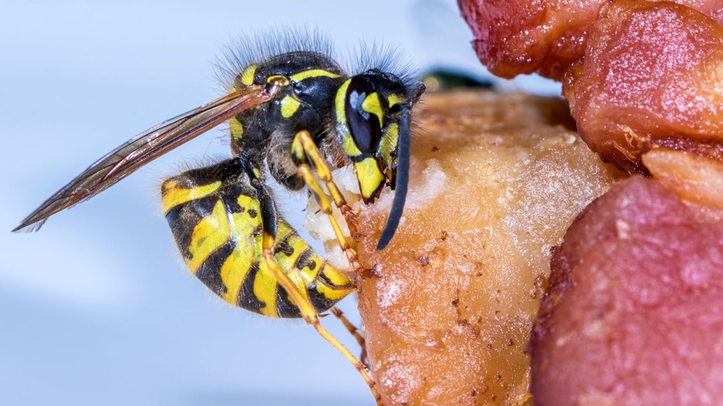 a yellow jacket eats a piece of bacon