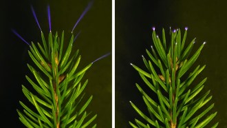 The tip of a spruce branch in front of a black background with small beams and electric sparks of blue and purple light emanating from the needle tips