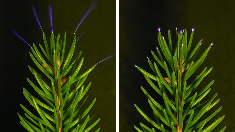 Thunderstorms can make trees twinkle with an electric glow