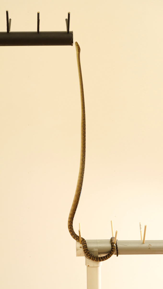 A scrub python stretches nearly straight upward from a lower perch toward a higher one in a lab climbing setup.