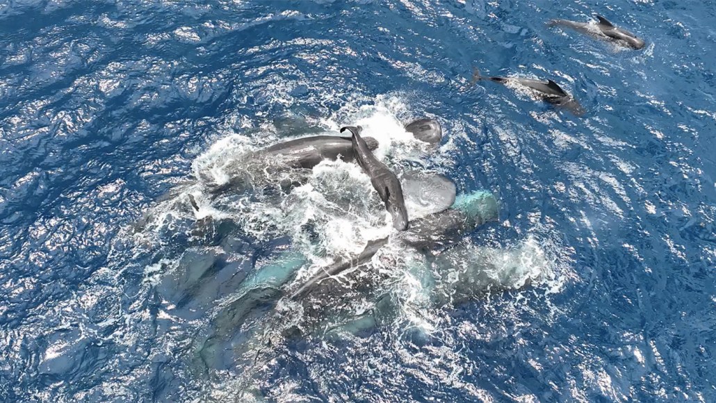 Several adult sperm whales hold a baby whale up to the surface of a large body of water