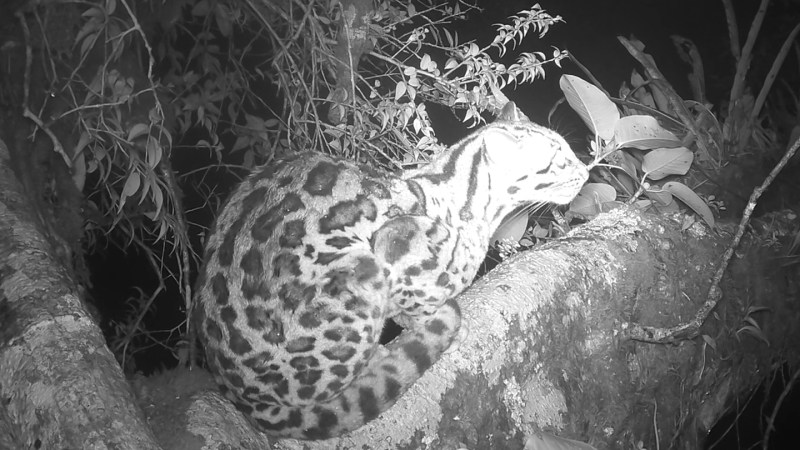 This tree is the number one choice for forest mammals going number two