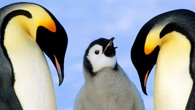 Emperor penguins are on the march — toward extinction
