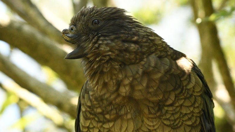 Meet Bruce, the disabled kea parrot who is the boss of his flock