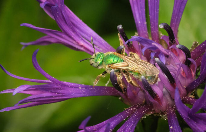An iridescent green bee is shown perched on a purple flower