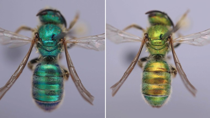 Like living mood rings, these bees change color when it turns humid