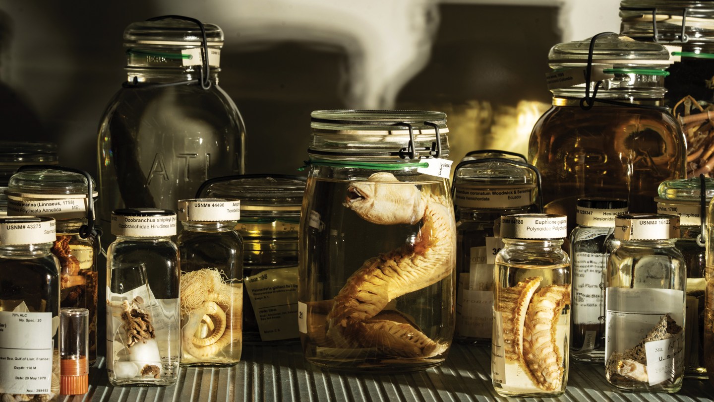 Numerous jars of varying sizes holding preserved animals sit on a shelf in the Smithsonian’s Museum Support Center
