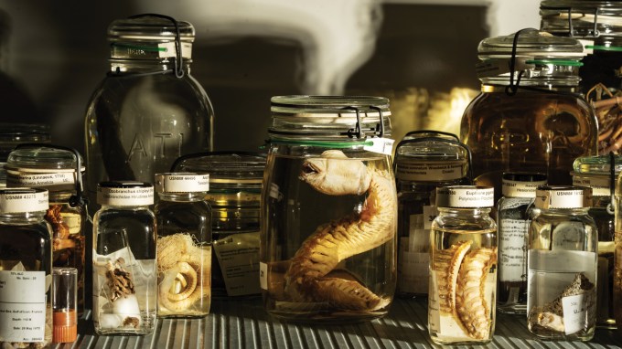Numerous jars of varying sizes holding preserved animals sit on a shelf in the Smithsonian’s Museum Support Center