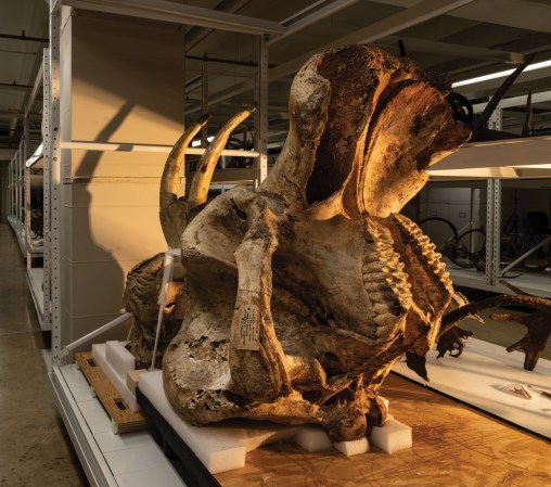 The skull of an African bush elephant.