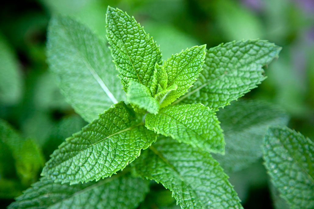 Close-up of fresh mint leaves showing their bright green color and textured, serrated surface.