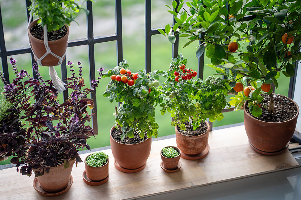 n assortment of potted plants on a wooden windowsill, including purple basil, cherry tomato plants bearing ripe red fruit, small herb seedlings, and a dwarf citrus tree with oranges.