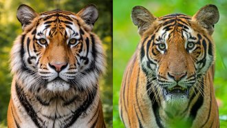 an Ai generated image of a tiger and a photograph of a tiger, side-by-side