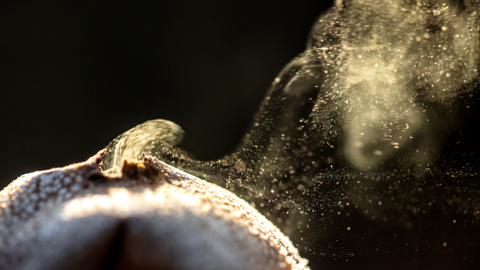 When the pestle puffball fungus (Lycoperdon excipuliforme) matures, it releases little poofs of spores. Those spores spread out and grow into new fungi.