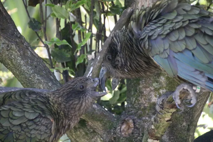 Bruce is being preened by another kea