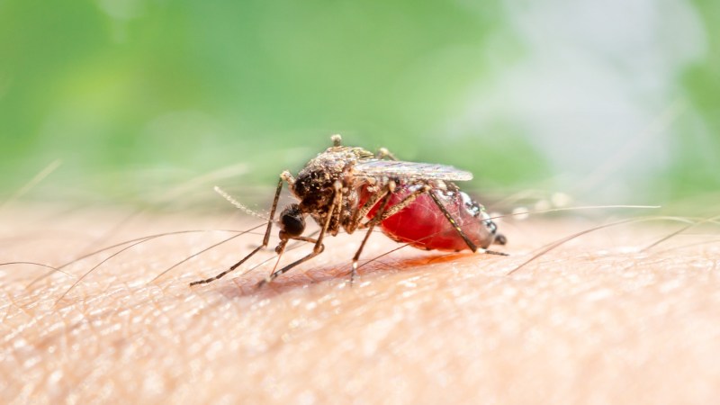 Mosquitoes may learn to like DEET, a common insect repellent