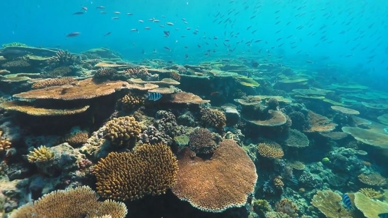Explainer: What are corals?