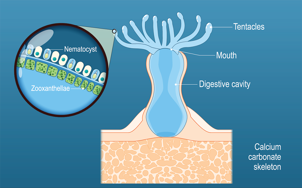 a diagram showing the anatomy of a coral polyp, including a zoomed in section showing the nematocysts and zooxanthellae