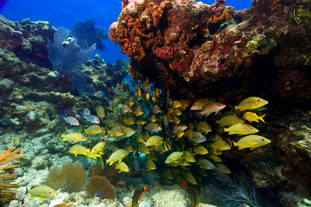 an underwater photo of a coral reef showing a school of fish sheltering under a coral outcrop