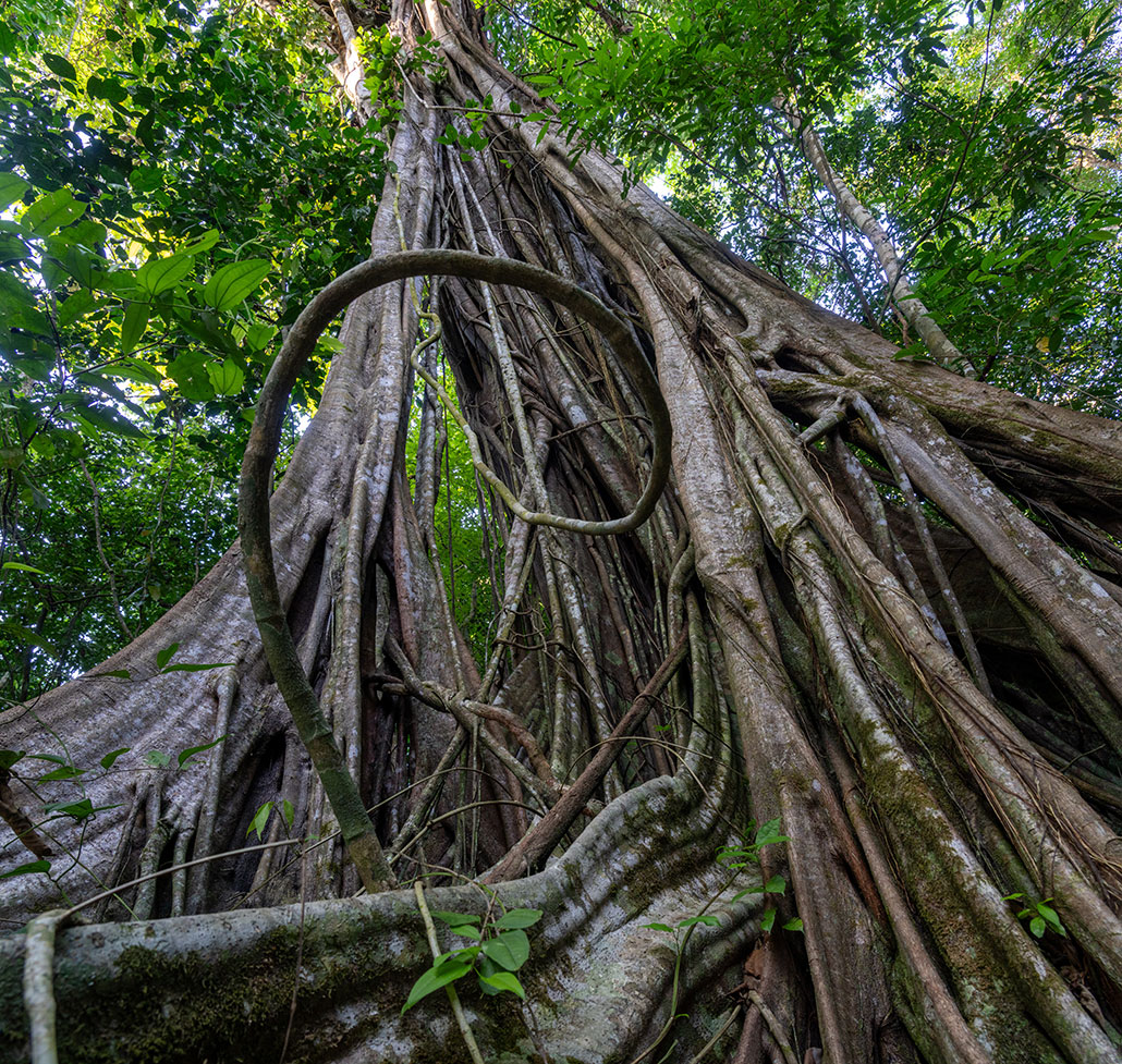 A photo of a strangler fig tree from the forest floor in a tropical rainforest 