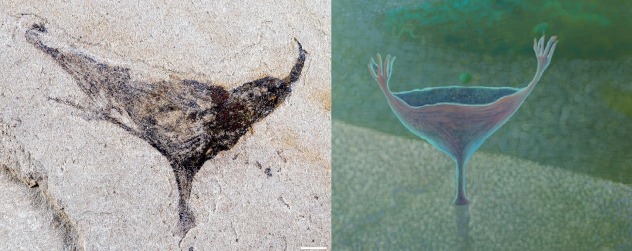 A fossil image on the left and illustration on the right of the fossilized creature on the right.