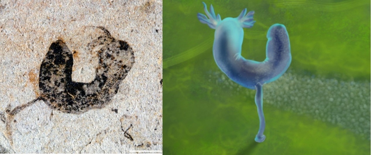 A fossil image on the left and illustration on the right of the fossilized creature on the right.