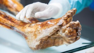 A image of Otzi the Iceman's feet