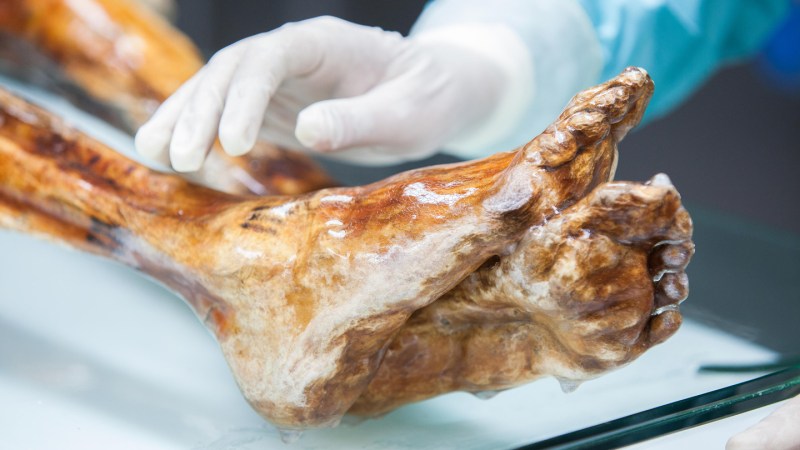 Dormant microbes from Ötzi the Iceman’s body can grow in the lab