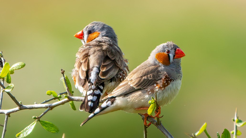 Two Australian zebra finches perch on a branch in bright sunlight