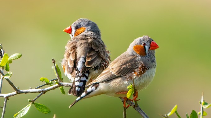 Two Australian zebra finches perch on a branch in bright sunlight