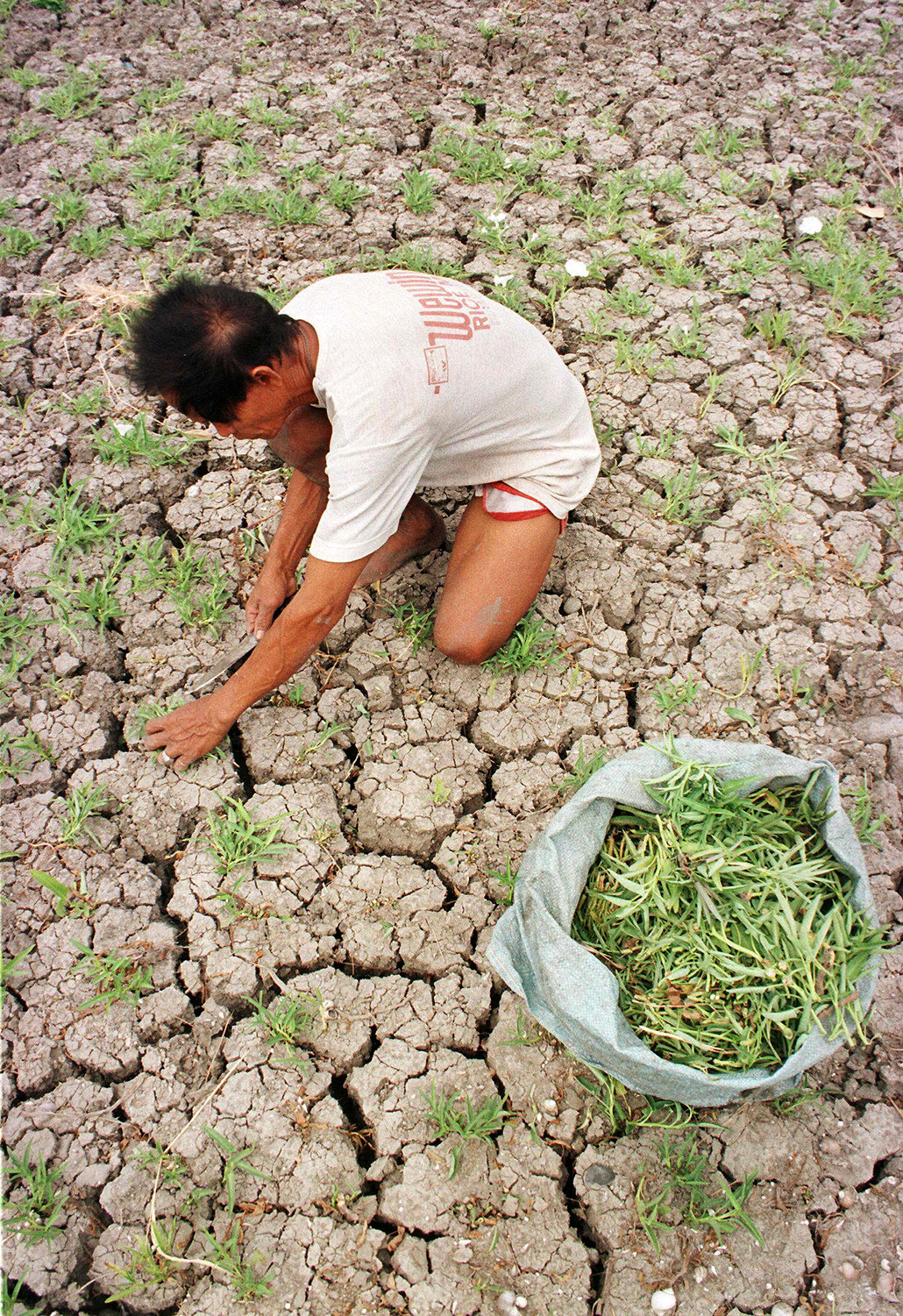 a photo of a farmer hunched over a dried and cracking field with wilted plants. He's pulling out the plants and putting them in a nearby plastic bag.
