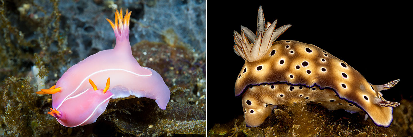left: bright pink sea slug; right: brown and gold polka-dotted sea slug
