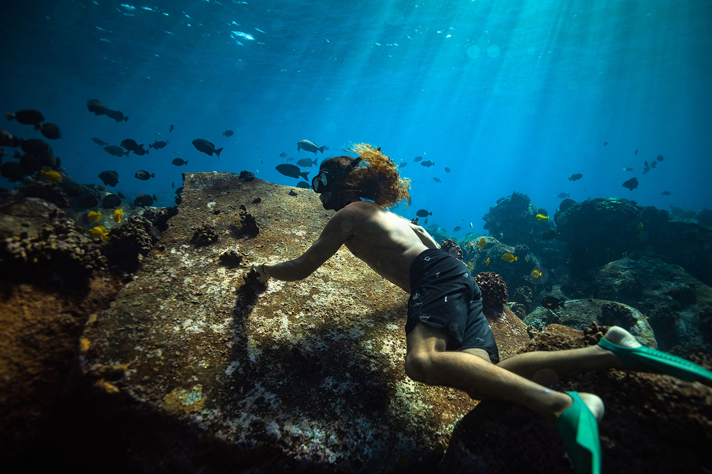 An underwater photo of a snorkeler wearing a dive mask and green fins, reaching toward a large rock on a coral reef. Many fish, including yellow and dark-colored ones, swim in the blue water around them. Sunlight filters down from above.
