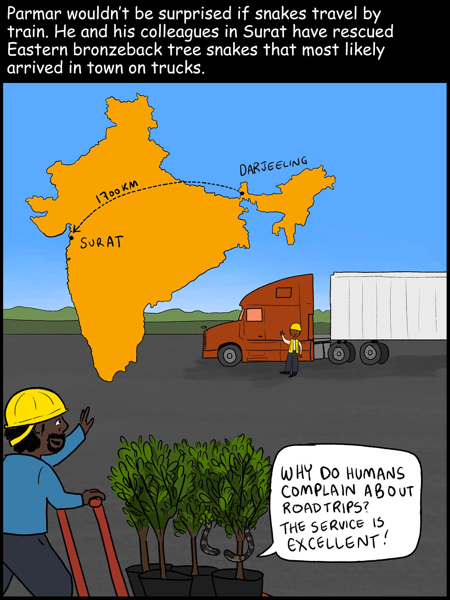 Text (above image): Parmar wouldn’t be surprised if snakes travel by train. He and his colleagues in Surat have rescued Eastern bronzeback tree snakes that most likely arrived in town on trucks. Image: A map of India shows a path from Darjeeling to Surat that spans 1,700 kilometers. Below the map, a truck driver waves to a man pushing a cart of sapling trees. Two snakes are hiding in the leaves of those trees. One snake says to the other, “Why do humans complain about roadtrips? This service is excellent!”
