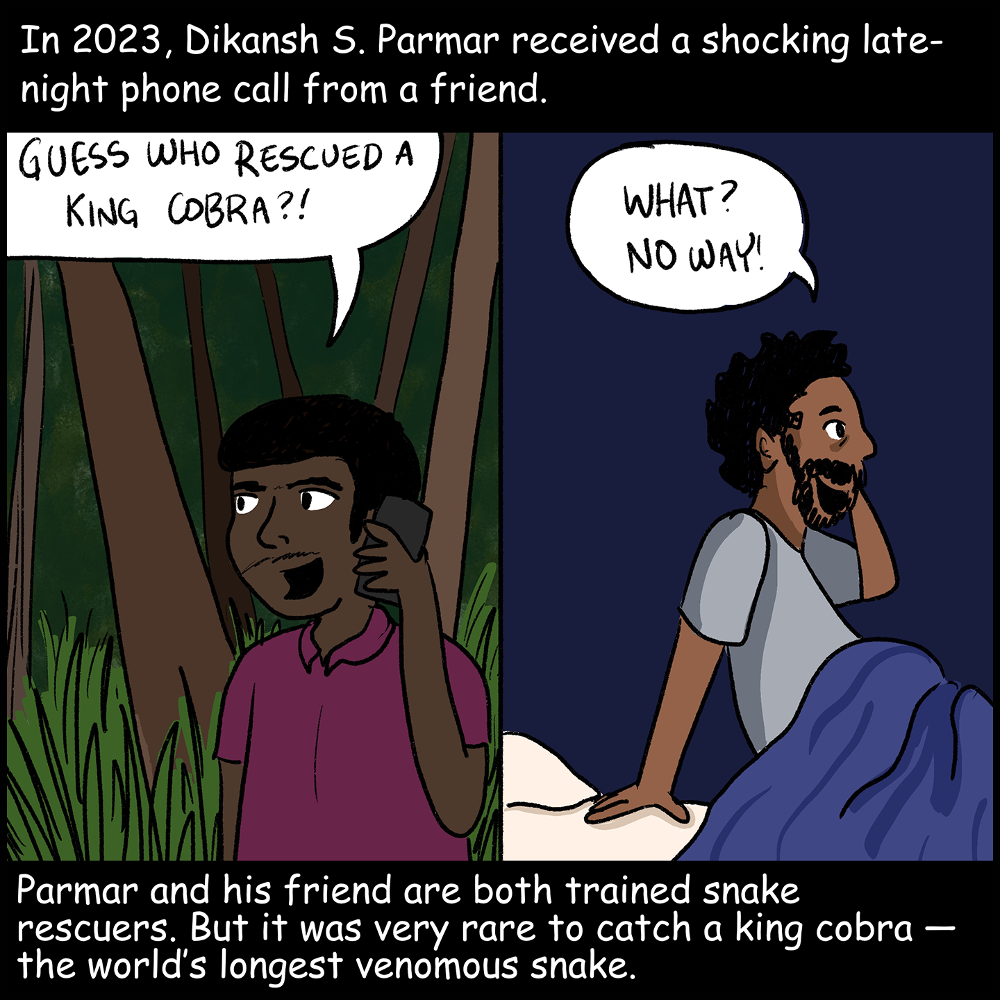 Text (above images): In 2023, Dikansh S. Parmar received a shocking late-night phone call from a friend. Image (left): A man in a forested area is on the phone. He says, “Guess who rescued a king cobra?!” Image (right): A man sits up in bed, holding a phone to his ear. He says, “What? No way!” Text (below images): Parmar and his friend are both trained snake rescuers. But it was very rare to catch a king cobra — the world’s longest venomous snake.
