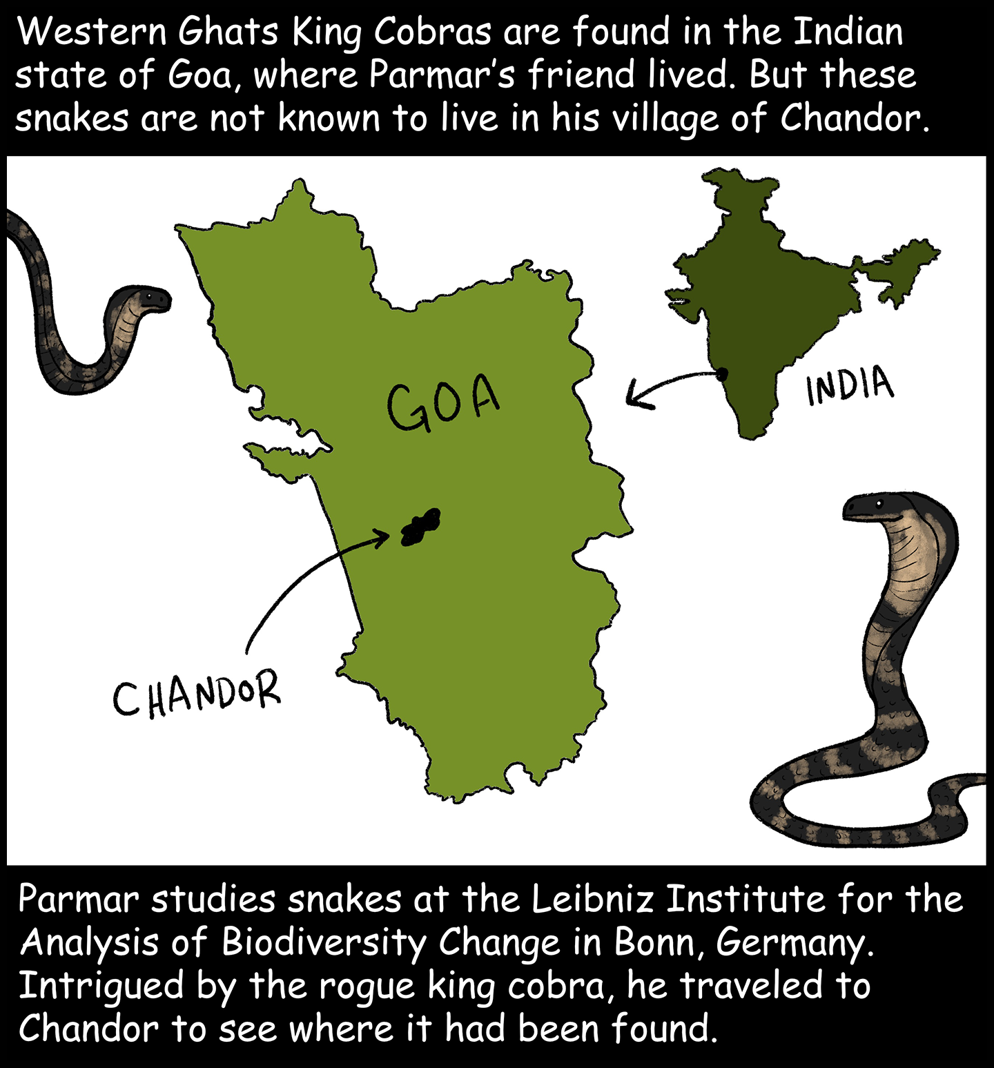 Text (above image): Western Ghats King Cobras are found in the Indian state of Goa, where Parmar’s friend lived. But these snakes are not known to live in his village of Chandor. Image: A map of India shows the state of Goa on the western coast. A map of Goa shows the village of Chandor slightly left to the center of the state. Text (below image): Parmar studies snakes at the Leibniz Institute for the Analysis of Biodiversity Change in Bonn, Germany. Intrigued by the rogue king cobra, he traveled to Chandor to see where it had been found.